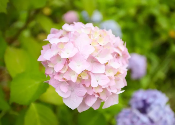 Bellavista ホテル 3*