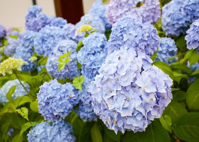 Bellavista Szálloda